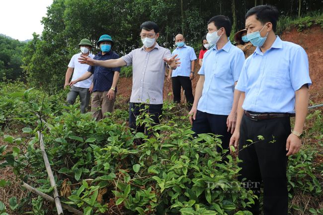 Trồng cây ba kích tím, nuôi đàn ong mật, nông dân miền núi Sơn Động ở Bắc Giang ngày càng khấm khá - Ảnh 1.