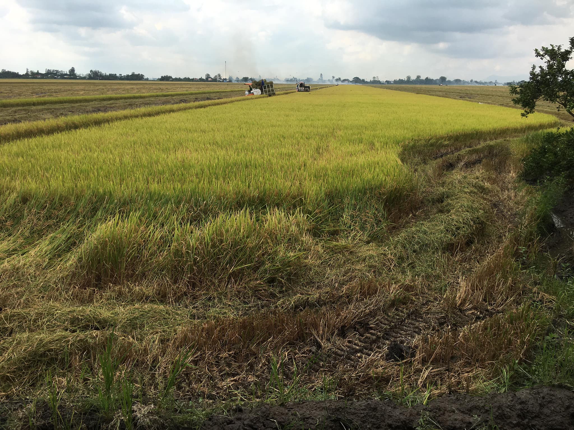 Xuất khẩu toàn ngành gạo năm nay có thể đạt kỷ lục tới hơn 7 triệu tấn - Ảnh 1.