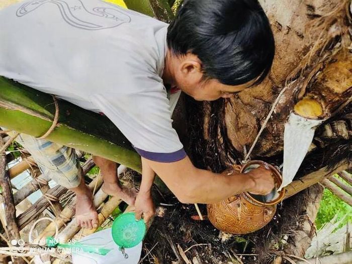 Việt Nam có 1 loại cây lạ có thể uống trực tiếp từ thân cây mà không cần chế biến, gây nghiện cho bao người - Ảnh 2.