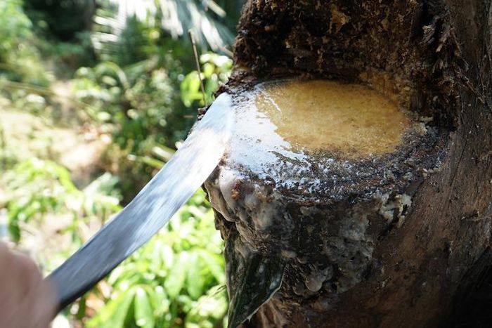 Việt Nam có 1 loại cây lạ có thể uống trực tiếp từ thân cây mà không cần chế biến, gây nghiện cho bao người - Ảnh 3.