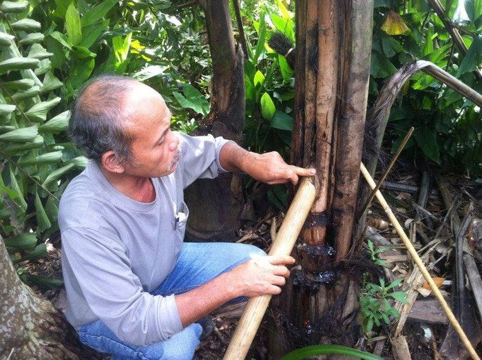 Việt Nam có 1 loại cây lạ có thể uống trực tiếp từ thân cây mà không cần chế biến, gây nghiện cho bao người - Ảnh 1.