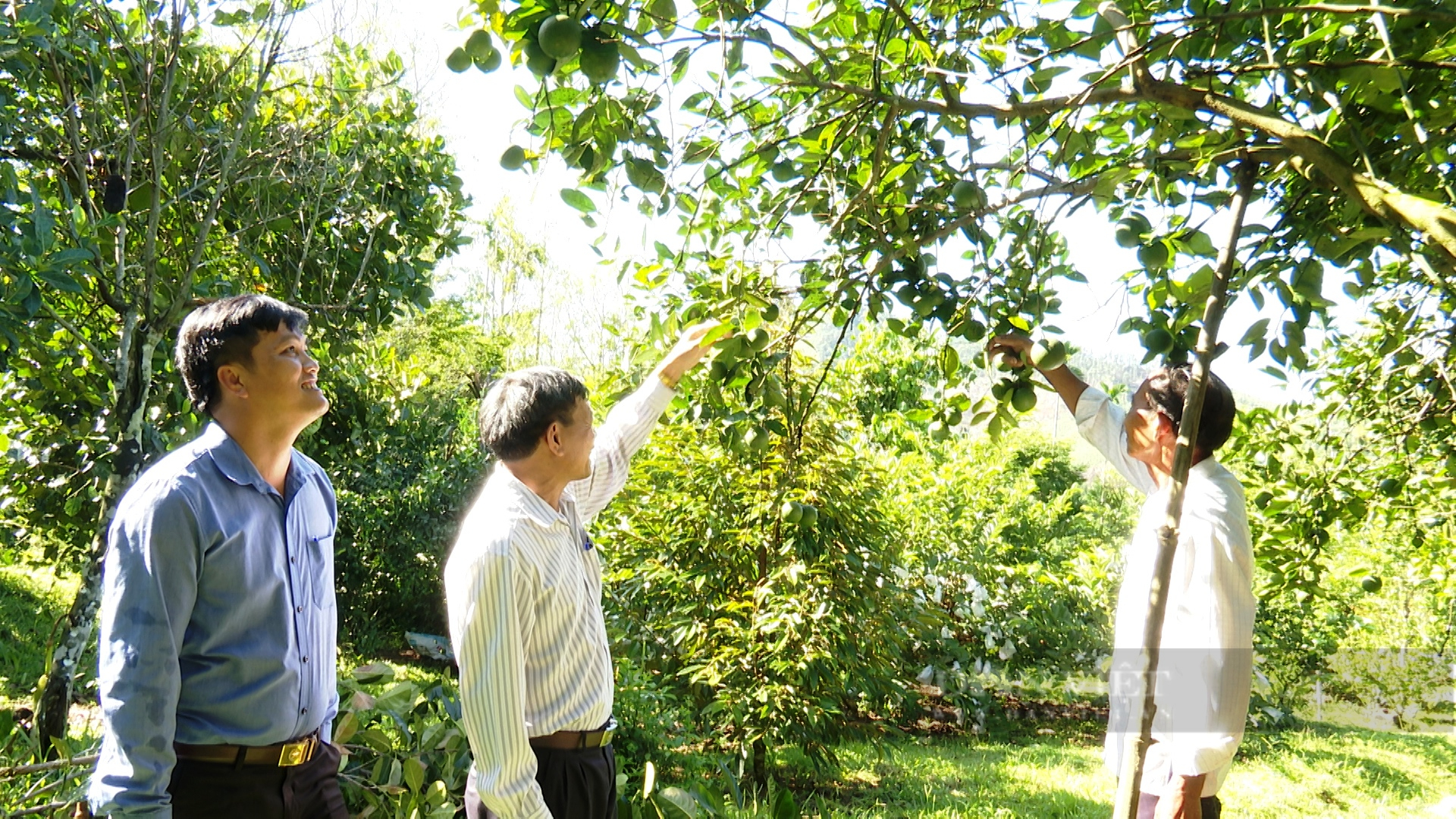 Quảng Nam: Vợ chồng lão nông 65 tuổi thu mỗi năm 300 triệu đồng nhờ cây ăn quả - Ảnh 2.