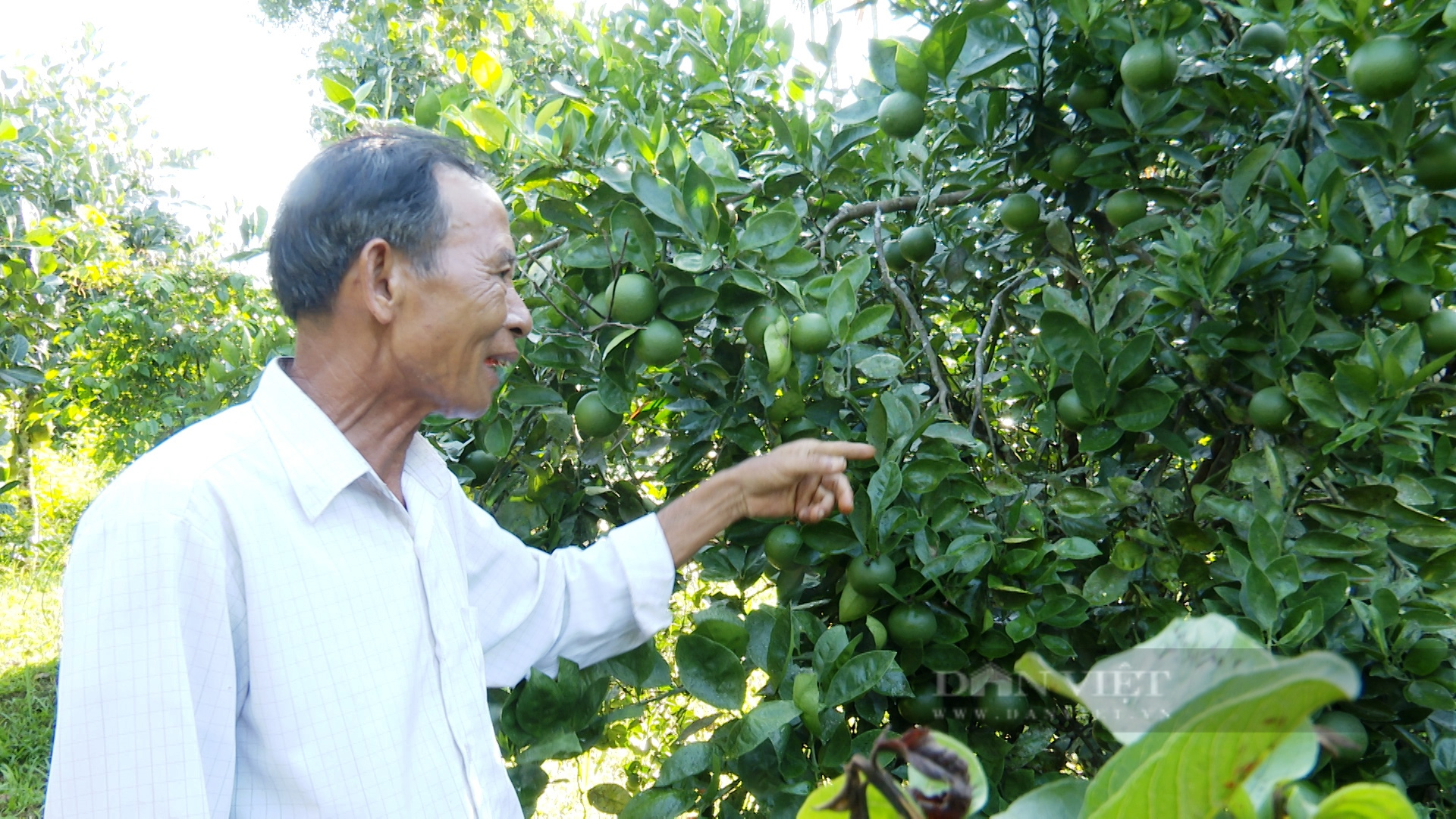 Quảng Nam: Vợ chồng lão nông 65 tuổi thu mỗi năm 300 triệu đồng nhờ cây ăn quả - Ảnh 1.