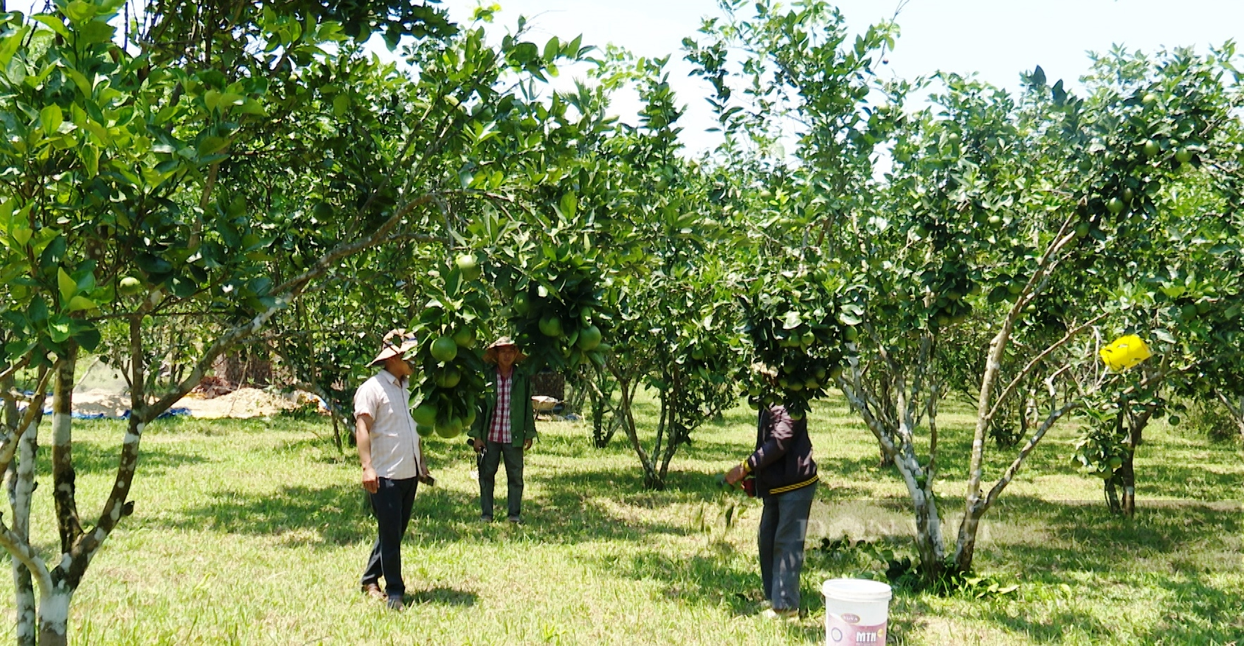 Quảng Nam: Vợ chồng lão nông 65 tuổi thu mỗi năm 300 triệu đồng nhờ cây ăn quả - Ảnh 3.