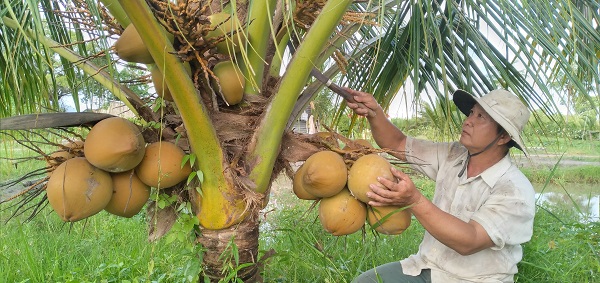 Trồng thứ dừa gì mà trái màu đỏ, cây thấp tè đã ra quả túm tụm, anh nông dân Cà Mau bán đắt hàng - Ảnh 1.