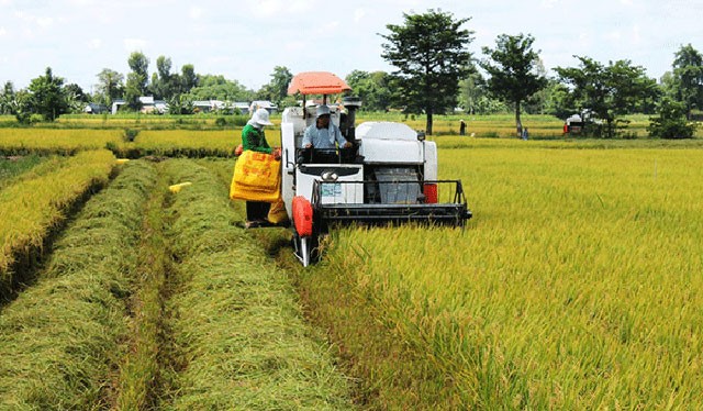 Gạo vẫn tăng giá nhờ nhu cầu mạnh mẽ - Ảnh 1.