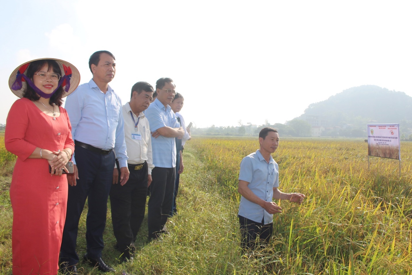 Nam Định: Trồng lúa mà không cần ngâm ủ hạt giống, không cần cày bừa, lúa vẫn tốt ngang bụng - Ảnh 2.