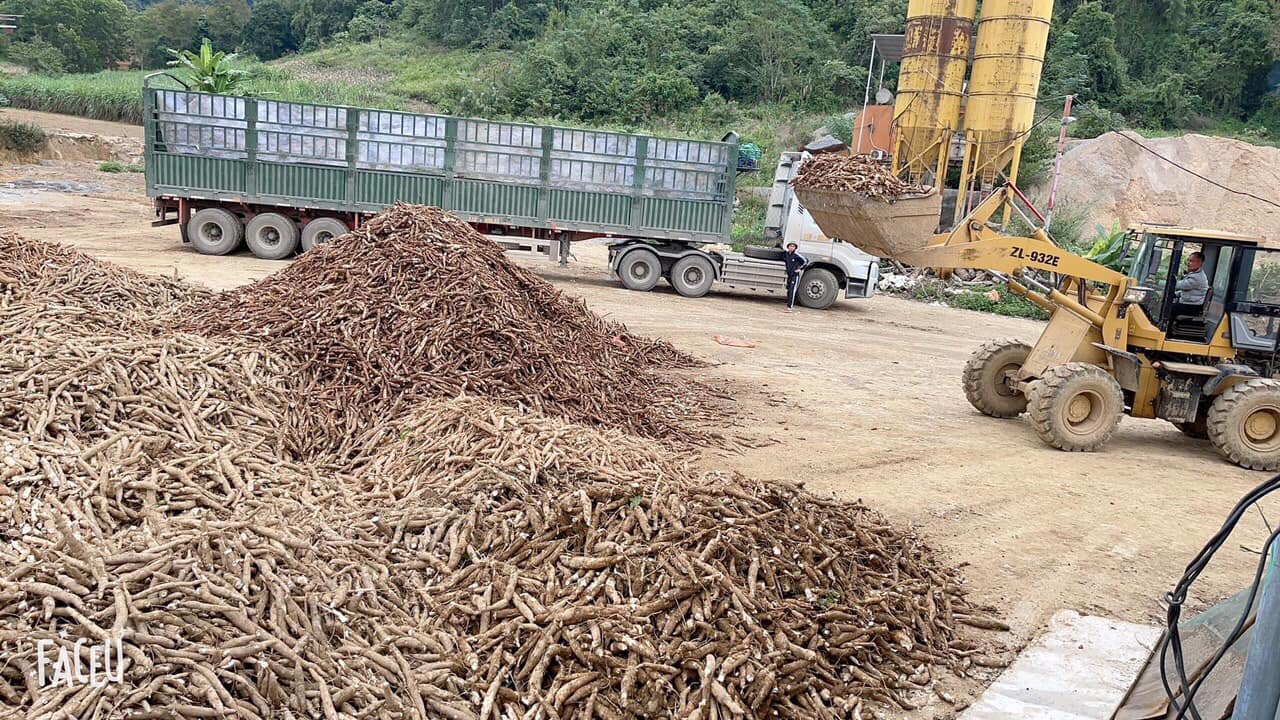 Cao Bằng: Trồng sắn cho &quot;ăn&quot; phân bón khép kín, nông dân nhổ lên khóm nào cũng chi chít củ - Ảnh 4.