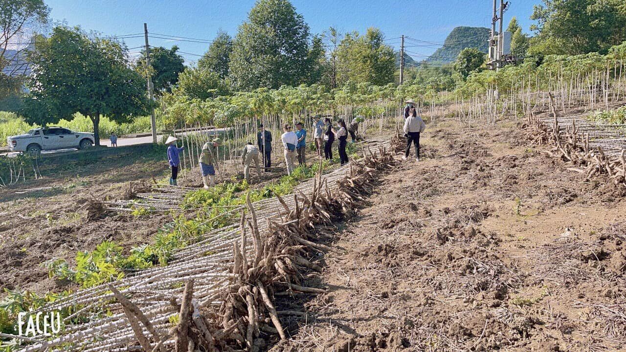 Cao Bằng: Trồng sắn cho &quot;ăn&quot; phân bón khép kín, nông dân nhổ lên khóm nào cũng chi chít củ - Ảnh 2.