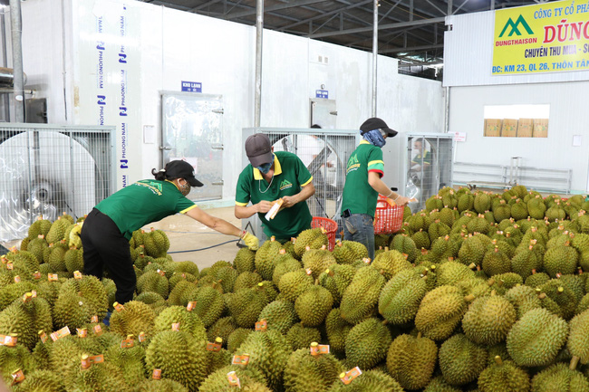 Trung Quốc thích ăn sầu riêng Việt Nam, khách đặt mua hàng nghìn tấn mà không đáp ứng đủ  - Ảnh 1.