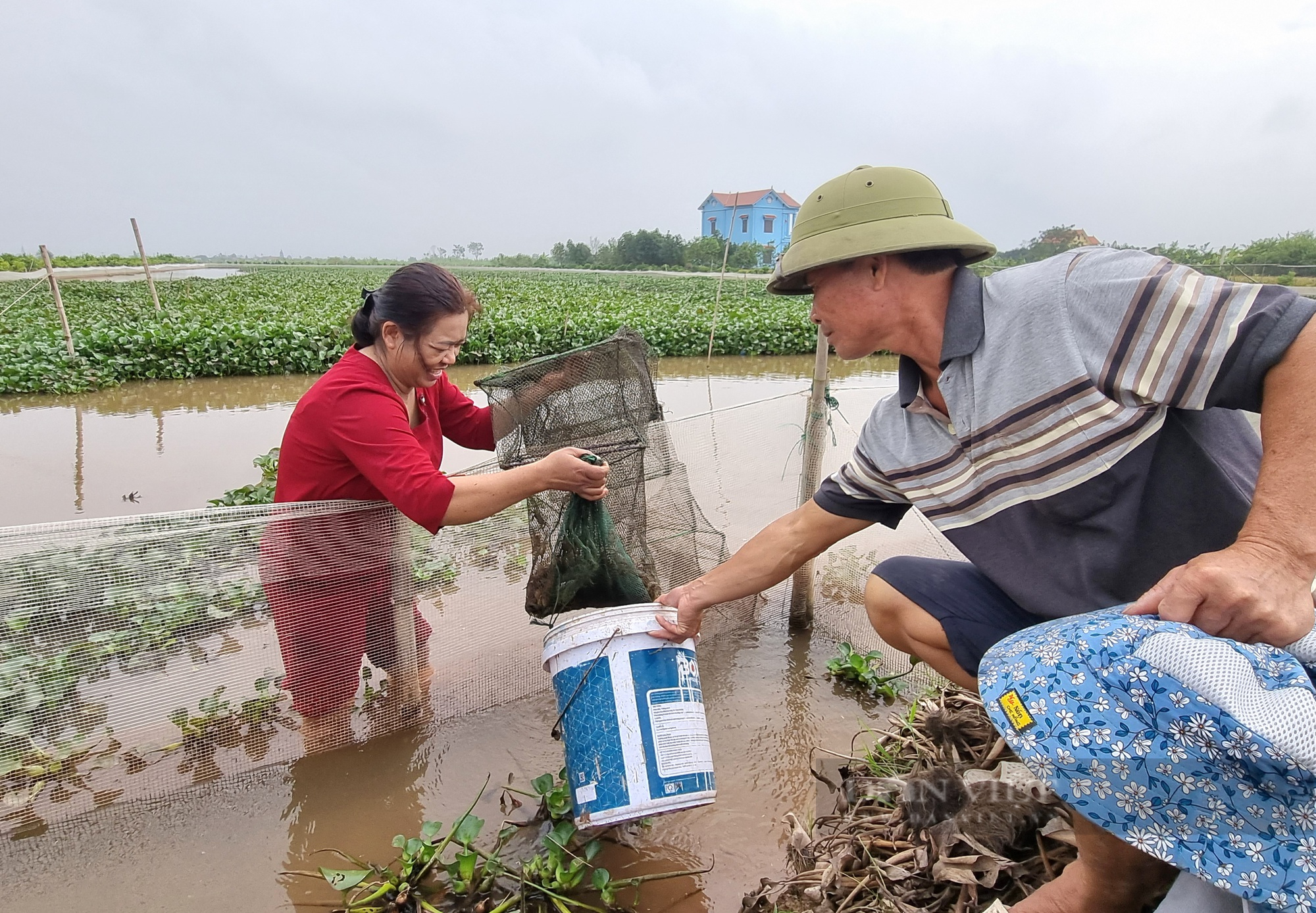 Một nông dân ở Ninh Bình trên cạn trồng cây quýt cảnh, dưới ao thả con cua đồng thu 300 triệu đồng/năm - Ảnh 10.