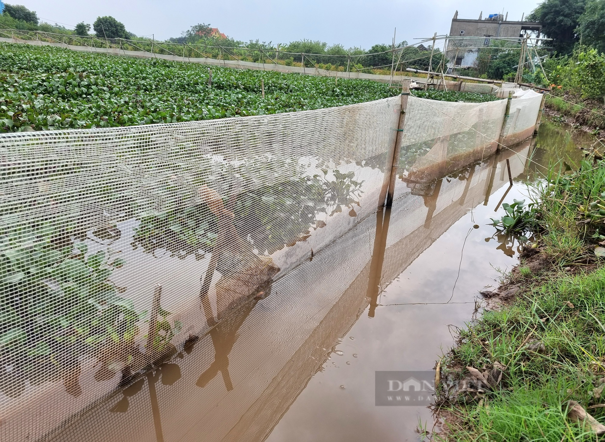 Một nông dân ở Ninh Bình trên cạn trồng cây quýt cảnh, dưới ao thả con cua đồng thu 300 triệu đồng/năm - Ảnh 8.