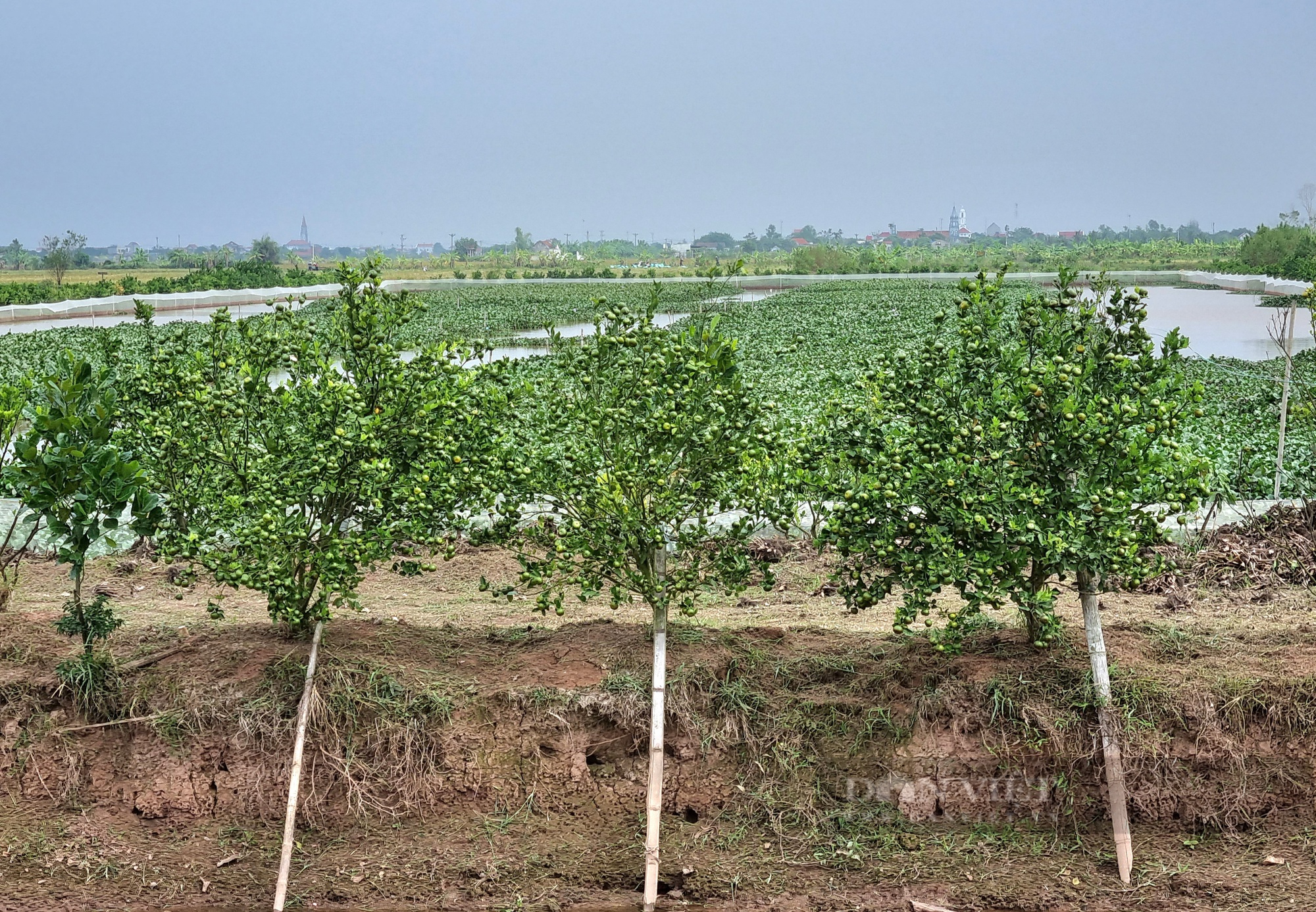 Một nông dân ở Ninh Bình trên cạn trồng cây quýt cảnh, dưới ao thả con cua đồng thu 300 triệu đồng/năm - Ảnh 3.