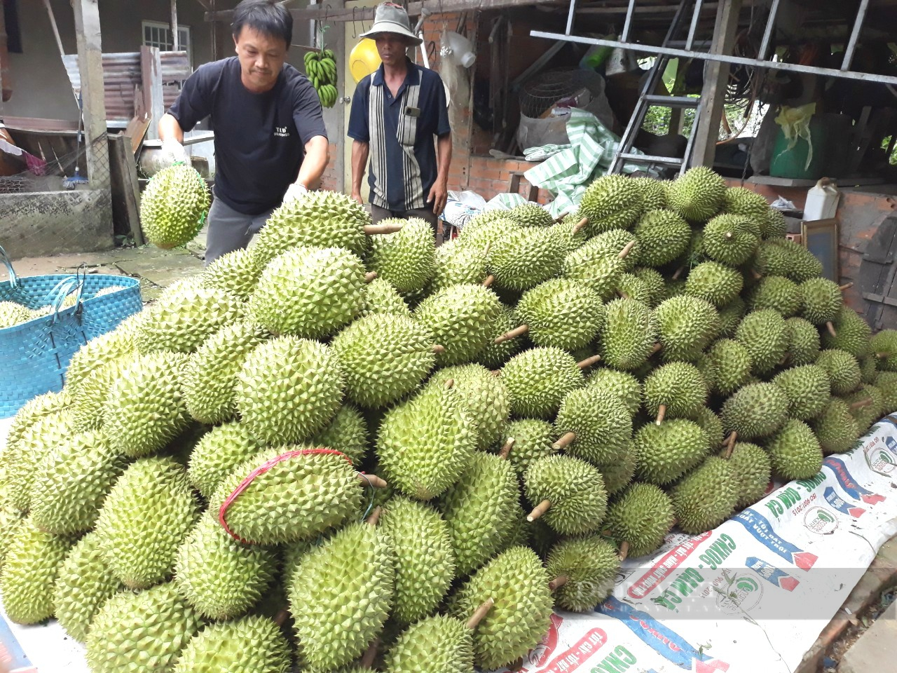 Nông dân “rốn phèn” chặt mít thái trồng loại “cây nhà giàu” đang sốt giá sình sịt, thị trường Trung Quốc mở toang cửa - Ảnh 3.