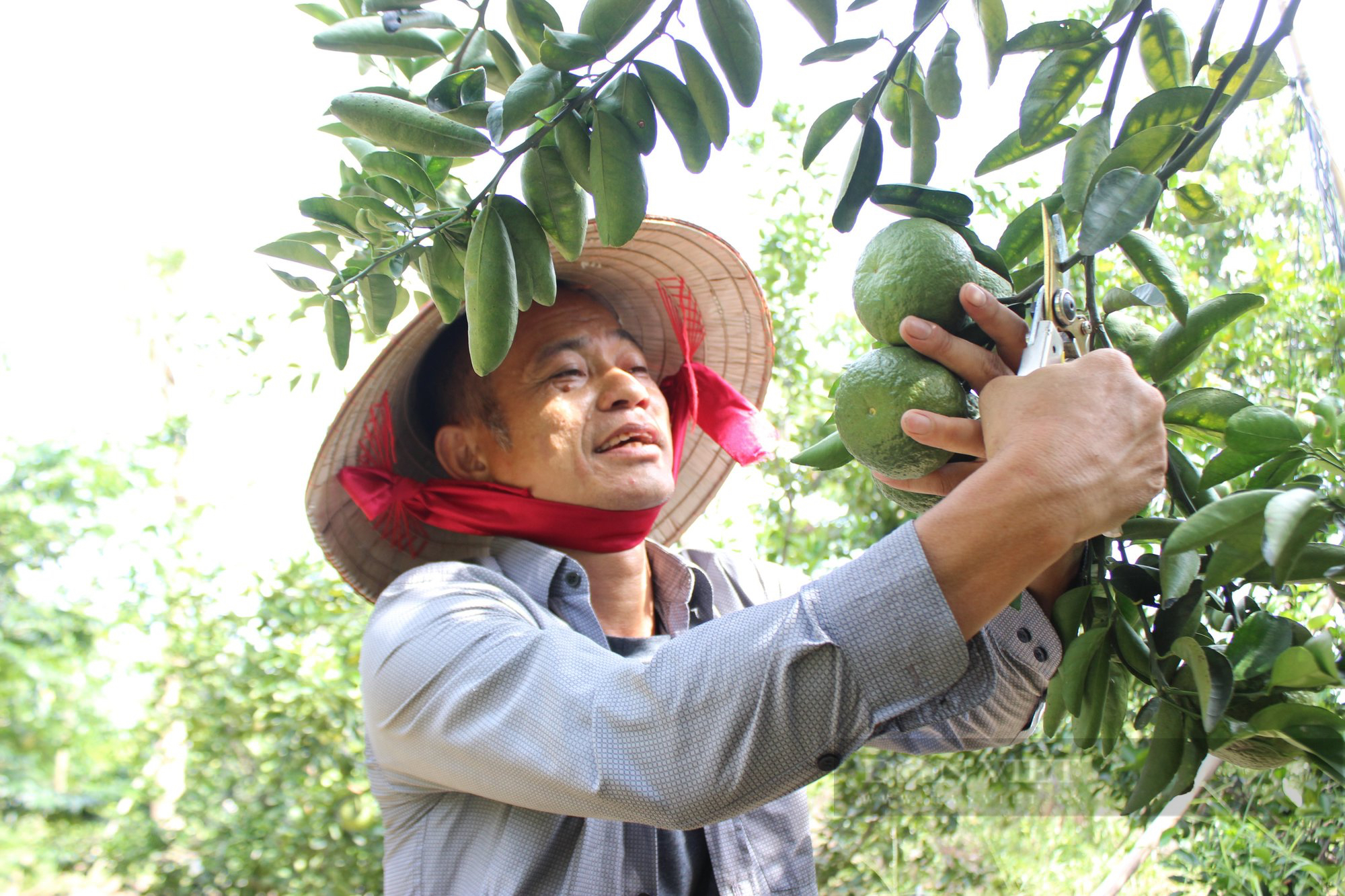 Tỷ phú trồng cây ăn trái, nuôi chim yến ở Bình Dương được tặng Huân chương Lao động hạng Ba của Chủ tịch nước - Ảnh 5.