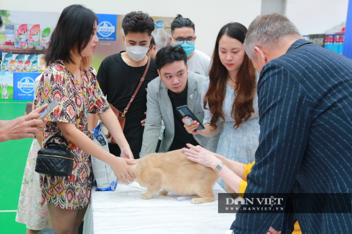 Lần đầu tiên xuất hiện cuộc thi &quot;hoa hậu&quot; mèo thuần chủng thu hút hàng trăm giống mèo đắt giá tại Việt Nam - Ảnh 4.