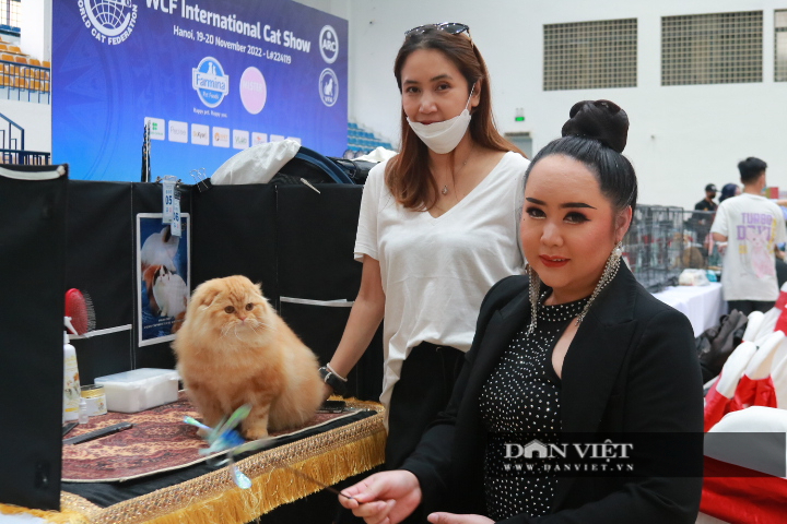 Lần đầu tiên xuất hiện cuộc thi &quot;hoa hậu&quot; mèo thuần chủng thu hút hàng trăm giống mèo đắt giá tại Việt Nam - Ảnh 6.