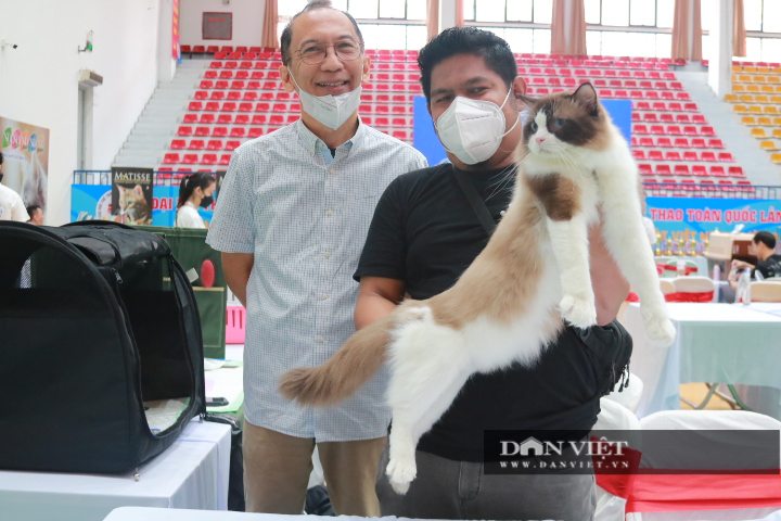 Lần đầu tiên xuất hiện cuộc thi &quot;hoa hậu&quot; mèo thuần chủng thu hút hàng trăm giống mèo đắt giá tại Việt Nam - Ảnh 7.
