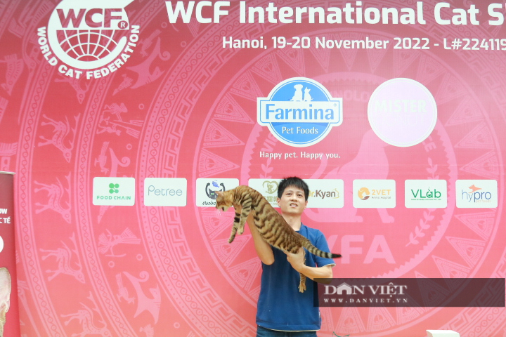 Lần đầu tiên xuất hiện cuộc thi &quot;hoa hậu&quot; mèo thuần chủng thu hút hàng trăm giống mèo đắt giá tại Việt Nam - Ảnh 8.