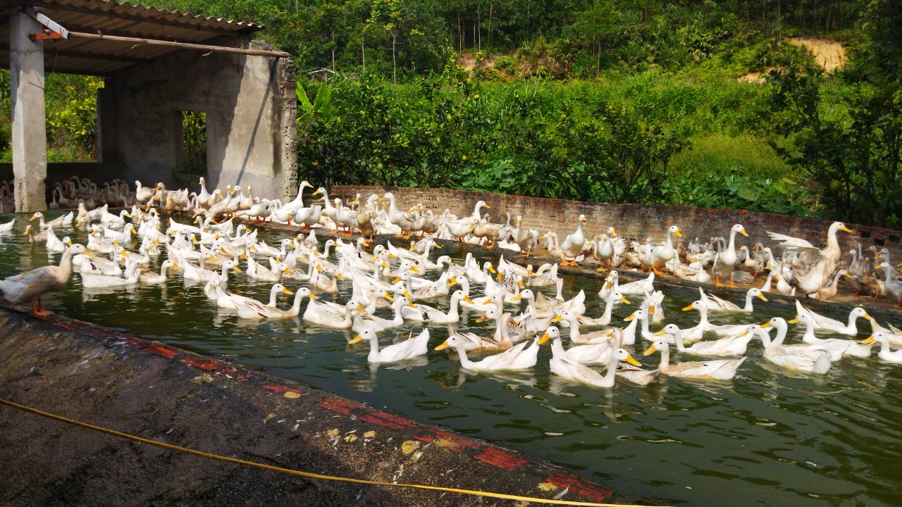 Sản xuất nông nghiệp hàng hóa giúp tạo việc làm, tăng thu nhập cho nông dân xã vùng cao của TP Hạ Long - Ảnh 3.