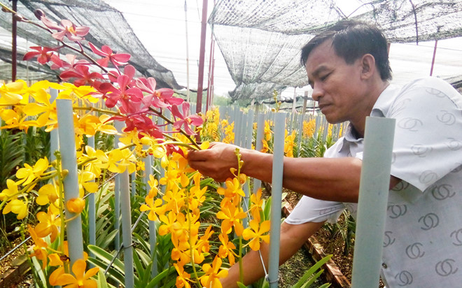 Đầu tư 7,3 tỷ trồng lan mokara đủ màu, lão nông ở Củ Chi chỉ việc cắt cành bán, lãi 150 triệu đồng/tháng