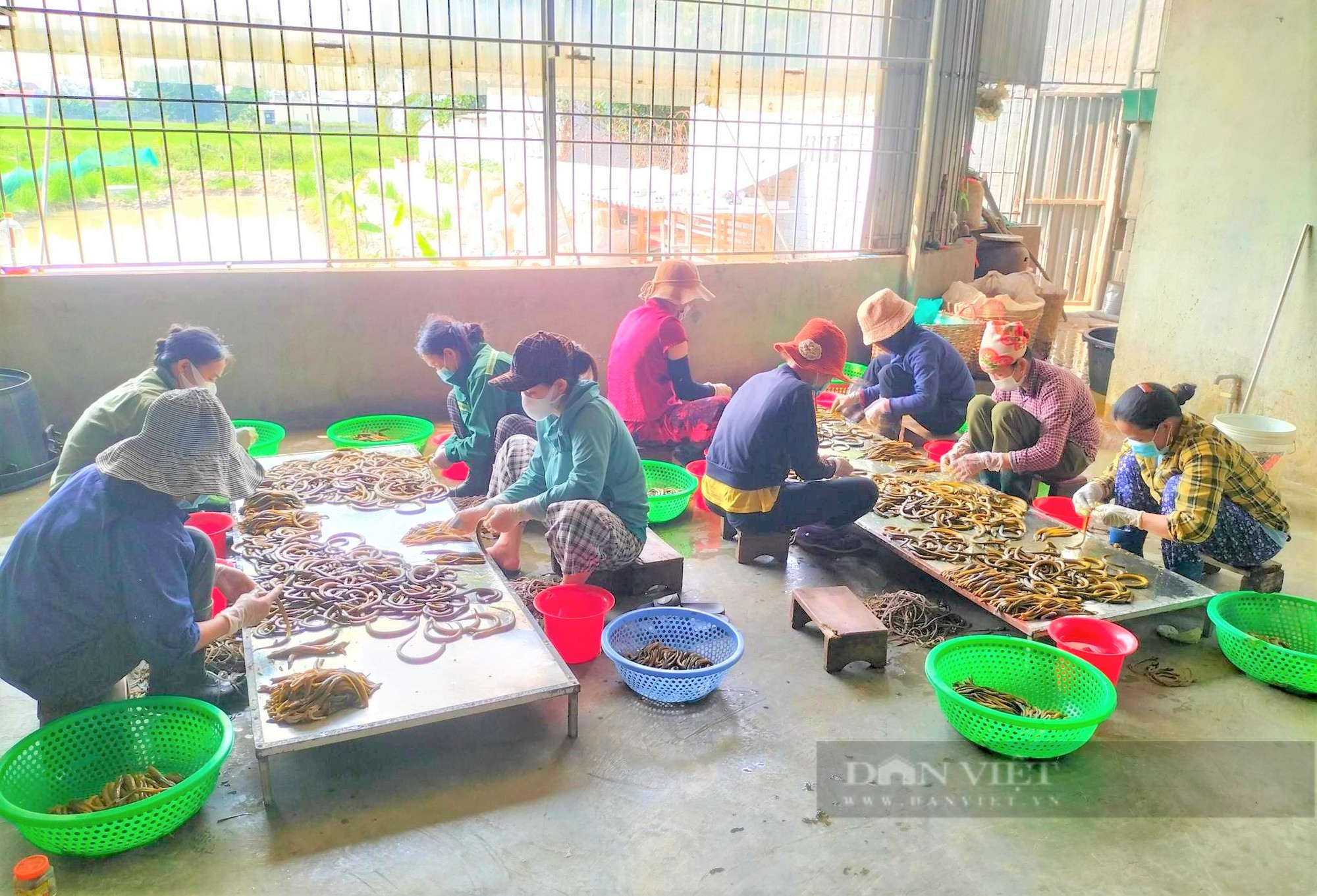 Nghệ An: Nhờ lươn, một nông dân từ hộ cận nghèo đã vươn lên giàu có, thu nhập hàng trăm triệu mỗi năm - Ảnh 1.