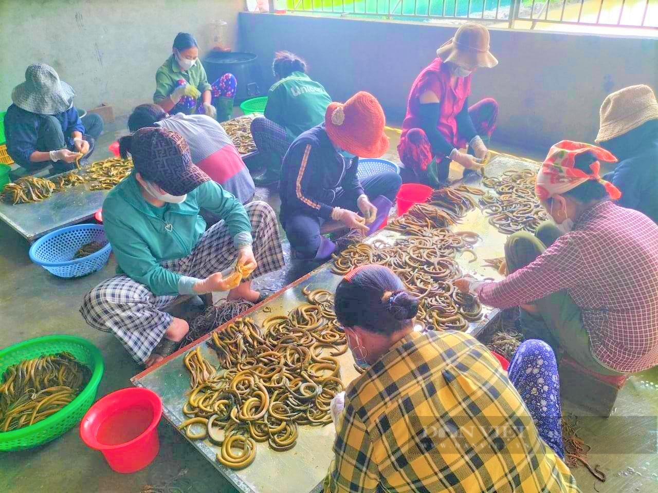 Nghệ An: Nhờ lươn, một nông dân từ hộ cận nghèo đã vươn lên giàu có, thu nhập hàng trăm triệu mỗi năm - Ảnh 3.