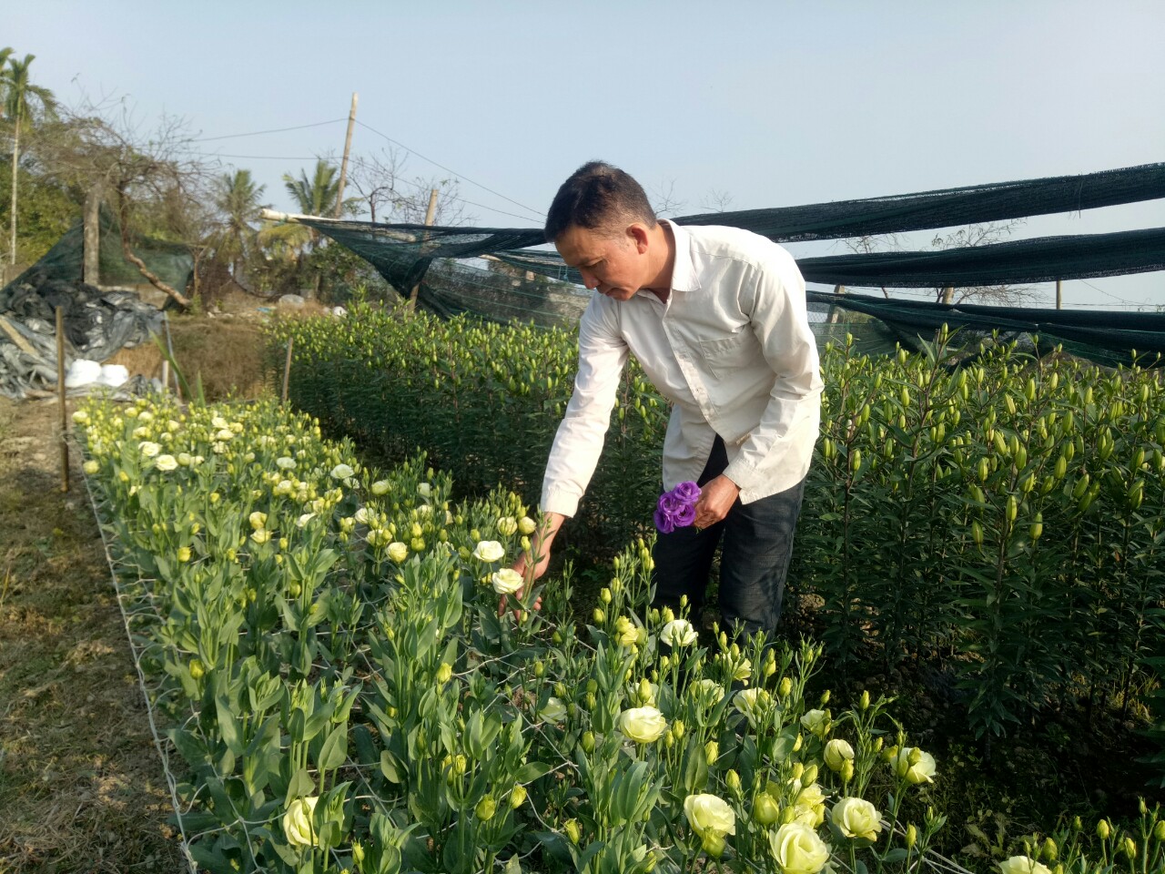 Bôn ba học nghề trồng hoa, một nông dân ở Thanh Hóa lãi 400-500 triệu, tạo việc làm, lương tốt cho 6 lao động - Ảnh 5.