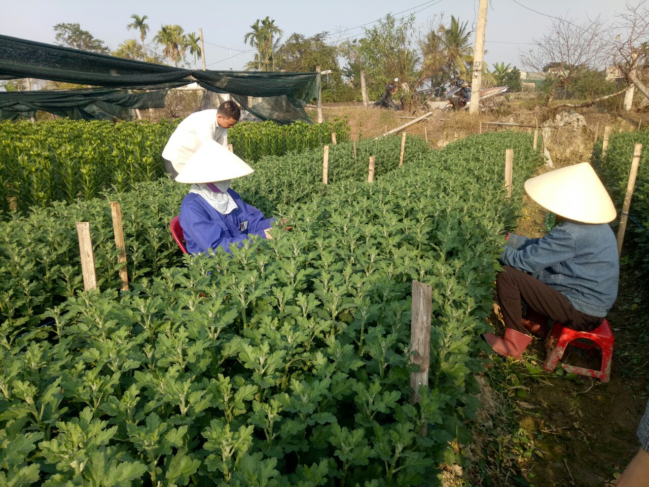 Bôn ba học nghề trồng hoa, một nông dân ở Thanh Hóa lãi 400-500 triệu, tạo việc làm, lương tốt cho 6 lao động - Ảnh 1.