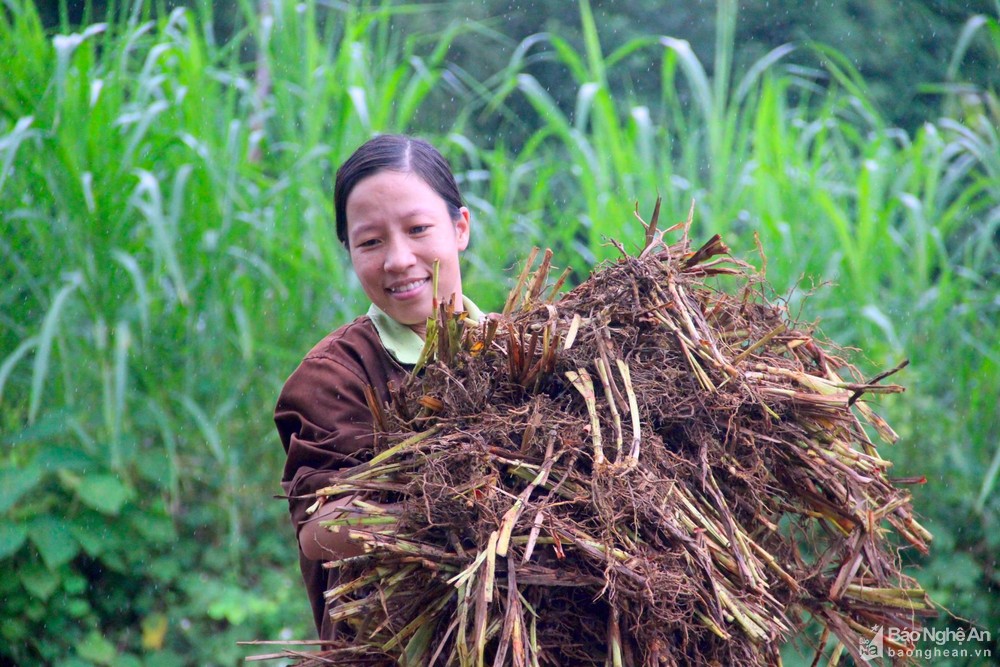 Cây hương bài là cây gì mà người dân Nghệ An kiếm gần  200 triệu đồng mỗi ha? - Ảnh 3.