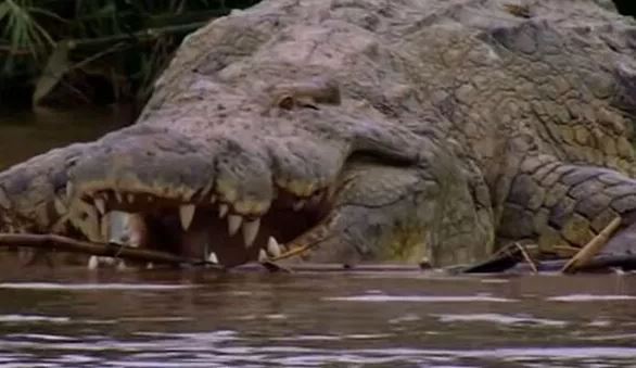 Cá sấu khổng lồ từng 'ăn thịt 300 người' được cho là còn sống sau nhiều năm mất tích - Ảnh 1.
