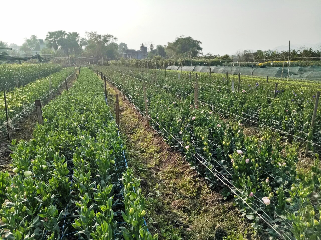 Bôn ba học nghề trồng hoa, một nông dân ở Thanh Hóa lãi 400-500 triệu, tạo việc làm, lương tốt cho 6 lao động - Ảnh 3.