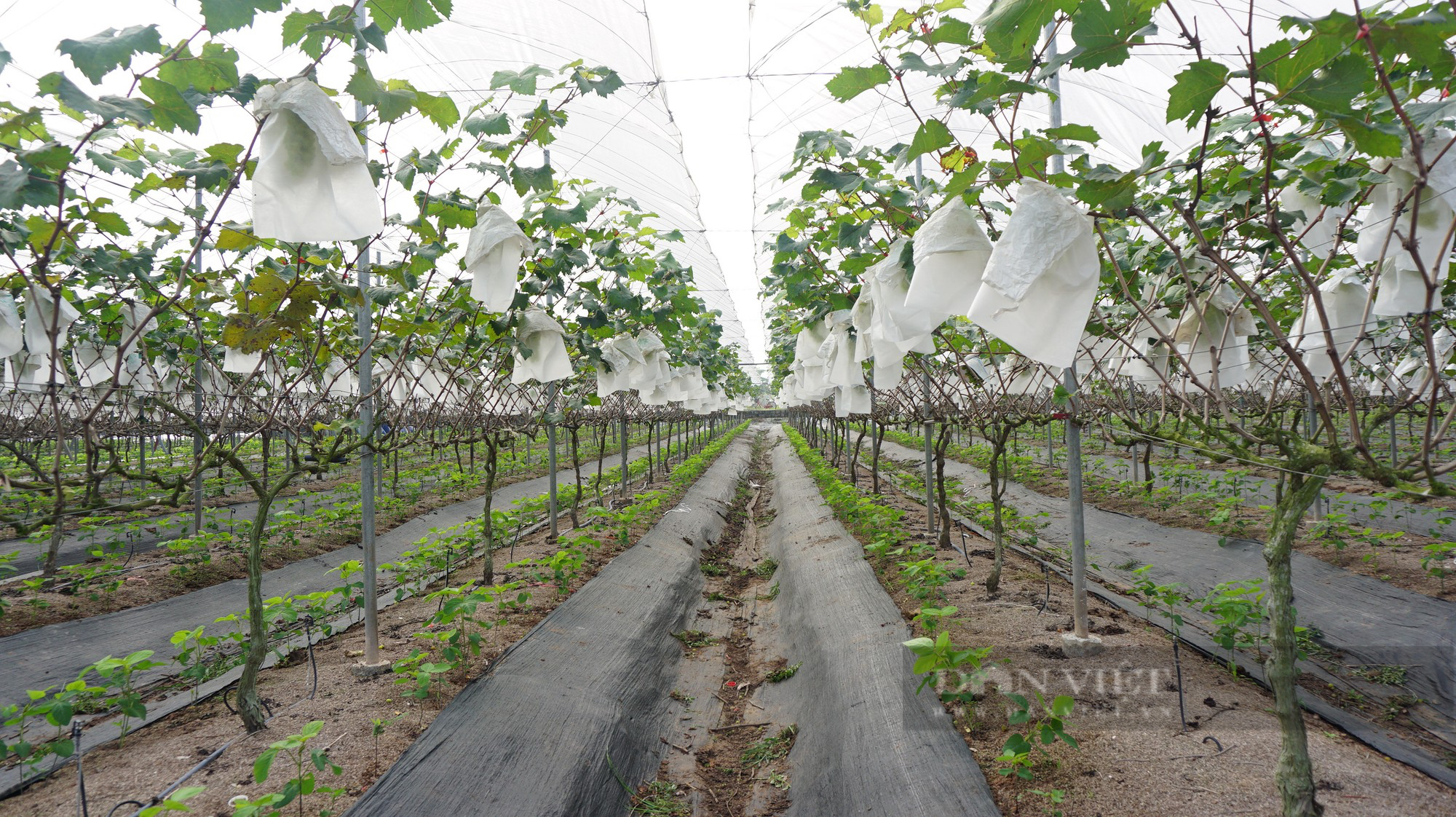 Một xã ở Hà Nam có nhiều tỷ phú, triệu phú nông dân nhờ trồng nho theo công nghệ Nhật Bản, trồng bưởi VietGAP  - Ảnh 2.