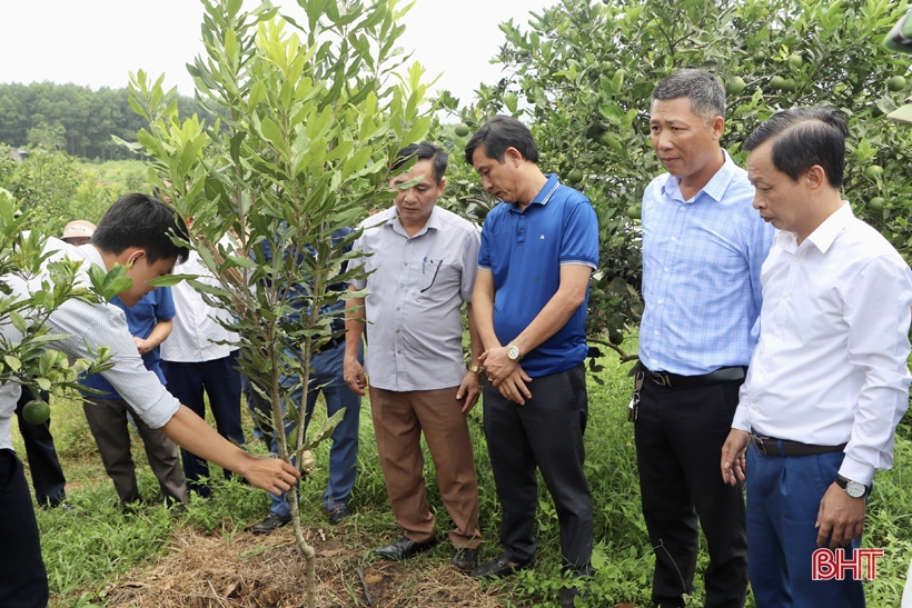 Thứ hạt bán đắt tiền ăn có công dụng hỗ trợ chống ung thư do một loại cây đang trồng thành công ở Hà Tĩnh - Ảnh 4.