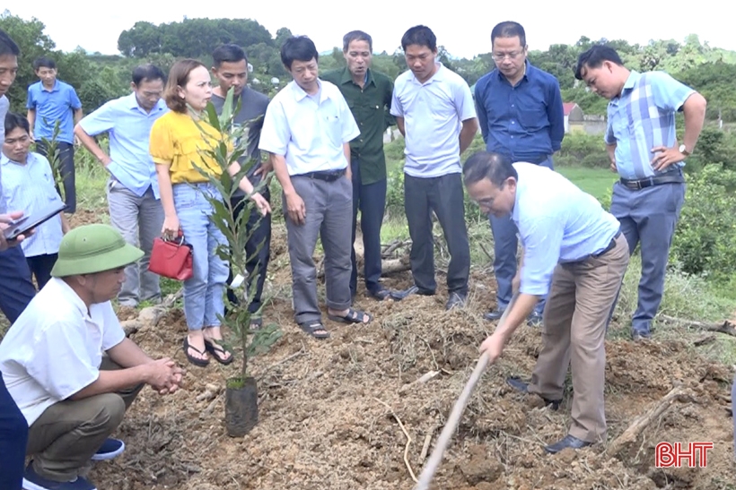 Thứ hạt bán đắt tiền ăn có công dụng hỗ trợ chống ung thư do một loại cây đang trồng thành công ở Hà Tĩnh - Ảnh 6.