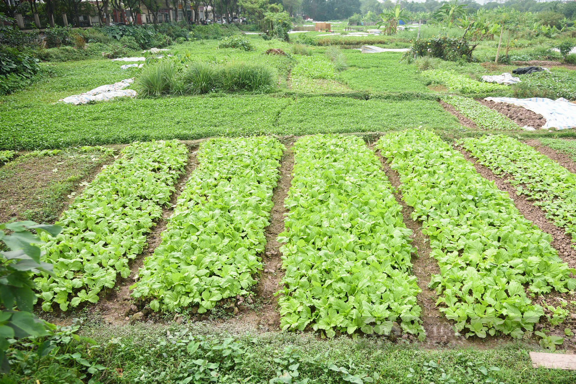 Khu &quot;đất vàng&quot; nghìn tỷ đồng giữa lòng Thủ đô thành nơi trồng rau, đổ rác - Ảnh 5.