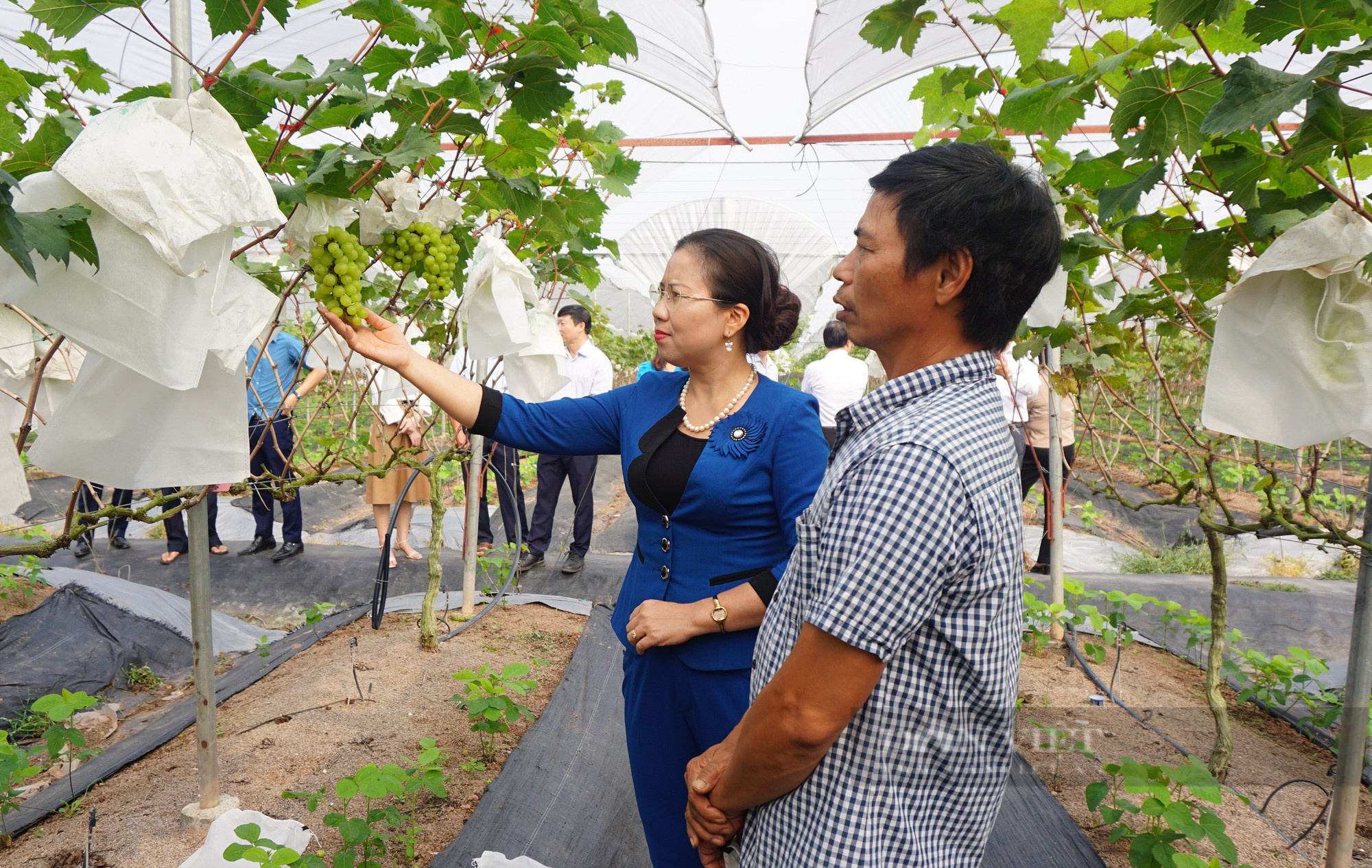 Một xã ở Hà Nam có nhiều tỷ phú, triệu phú nông dân nhờ trồng nho theo công nghệ Nhật Bản, trồng bưởi VietGAP  - Ảnh 1.