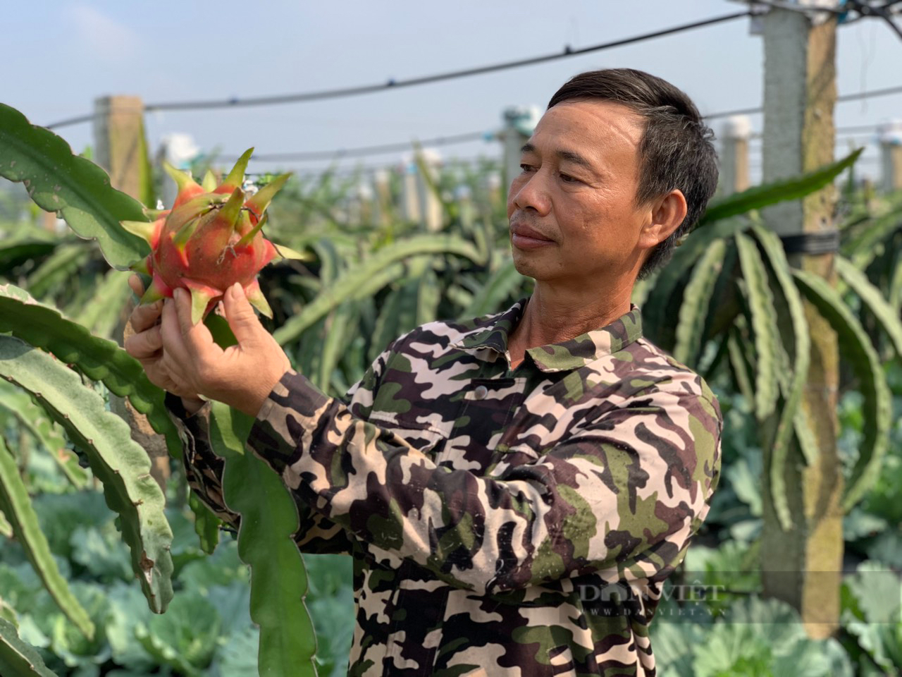 Một xã ở Hà Nam có nhiều tỷ phú, triệu phú nông dân nhờ trồng nho theo công nghệ Nhật Bản, trồng bưởi VietGAP  - Ảnh 4.