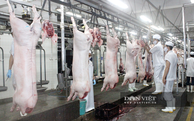 Nghiên cứu xuất khẩu thịt lợn: Mở cửa xuất khẩu được thì quá tốt, giá lợn hơi sẽ tăng lên - Ảnh 1.