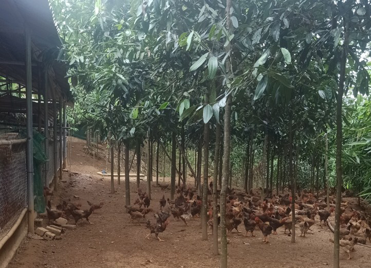 Nông dân giỏi ở huyện Bảo Yên của Lào Cai lãi 200 triệu nhờ nuôi gà trong rừng quế, nuôi lợn thịt mát tay - Ảnh 3.