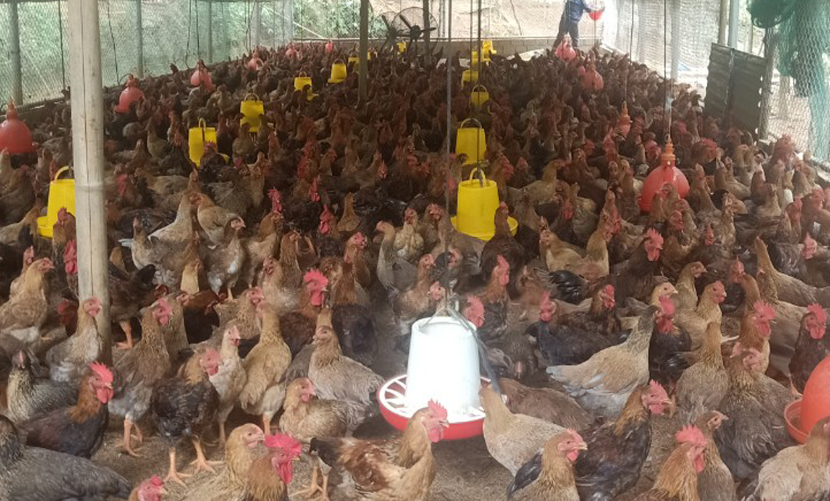 Nông dân giỏi ở huyện Bảo Yên của Lào Cai lãi 200 triệu nhờ nuôi gà trong rừng quế, nuôi lợn thịt mát tay - Ảnh 2.