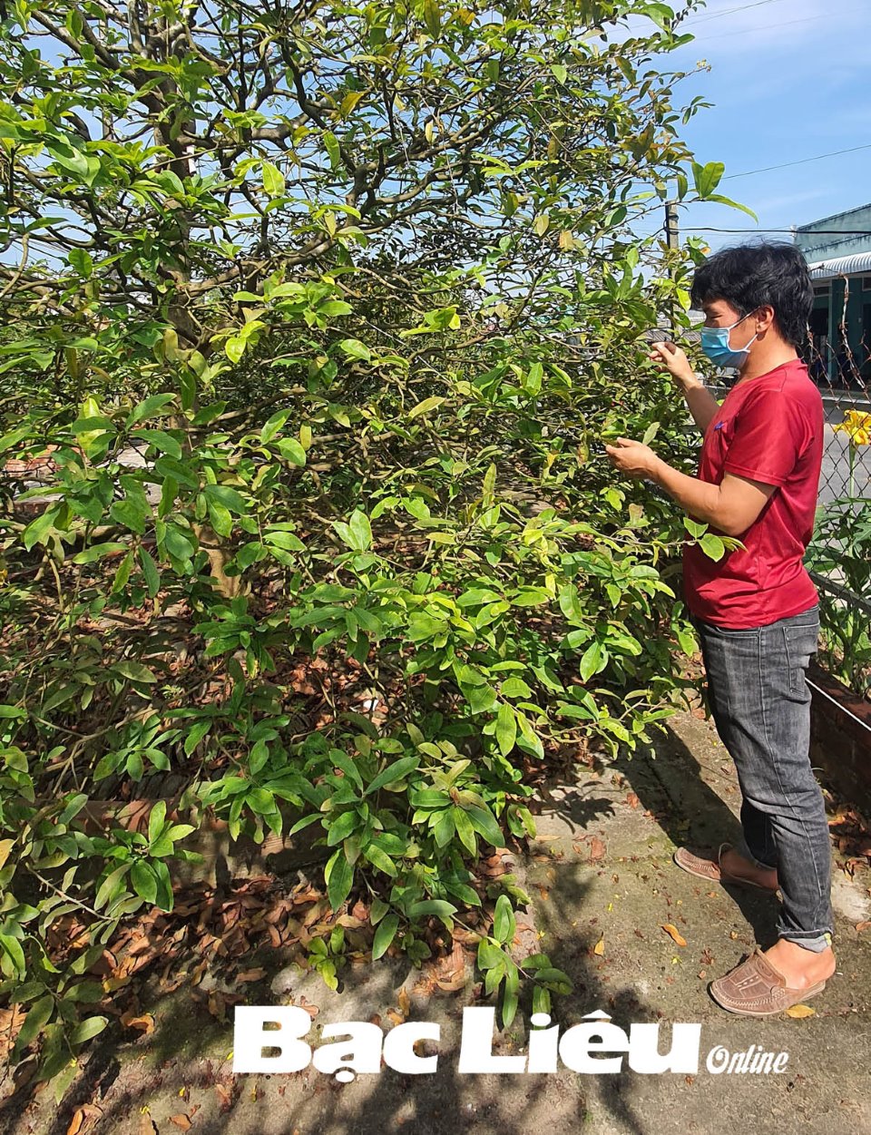 Anh nông dân Bạc Liêu &quot;khám bệnh, kiểm tra sức khỏe&quot; cho cây mai vàng giá vài chục triệu khi Tết đang đến - Ảnh 1.