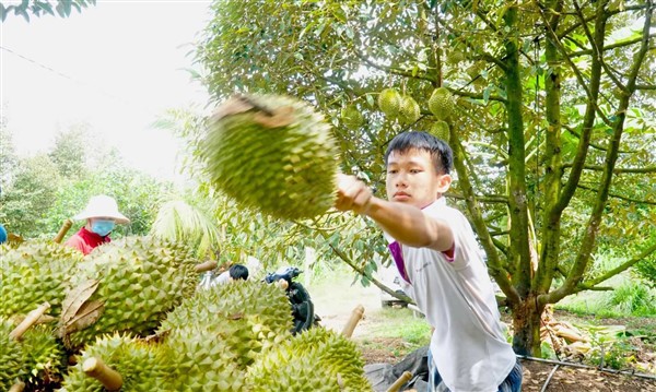 Một xã của Tây Ninh có 1.000ha sầu riêng, 800ha đang cho trái, cứ 1ha trồng sầu riêng thu 800-900 triệu - Ảnh 3.