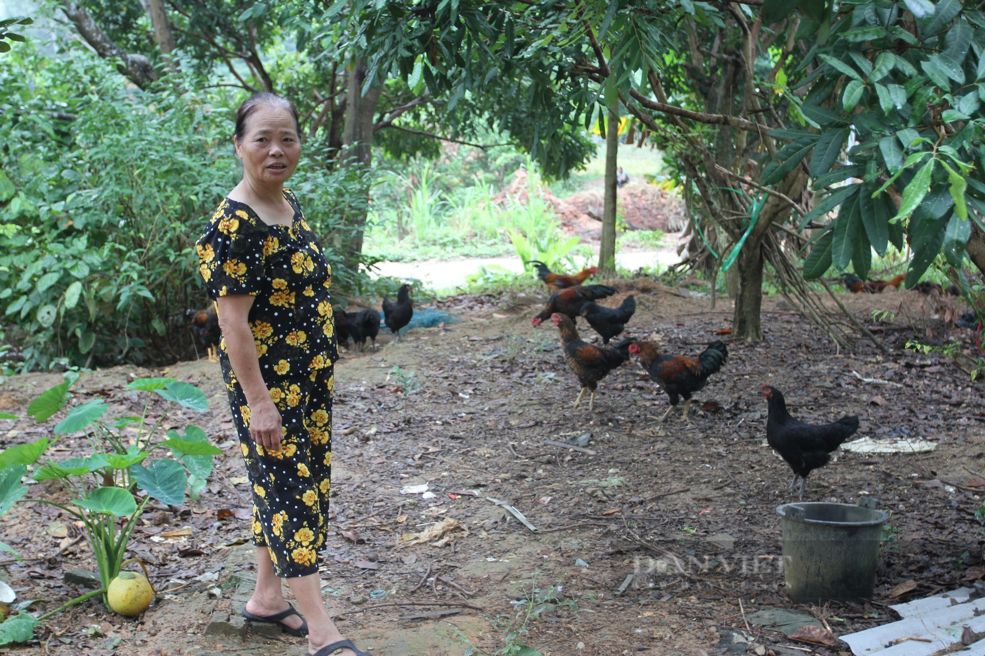Nuôi gần trăm con gà trống thiến chỉ cho ăn ngô, bà nông dân Thái Nguyên thu mỗi năm vài chục triệu đồng - Ảnh 2.
