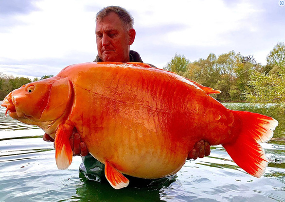 Câu được cá vàng “khủng” hơn 30kg, cần thủ thả lại hồ nước - Ảnh 1.