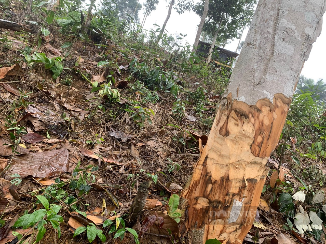 Yên Bái: Thành viên tổ bảo vệ rừng phá rừng trái phép - Ảnh 1.