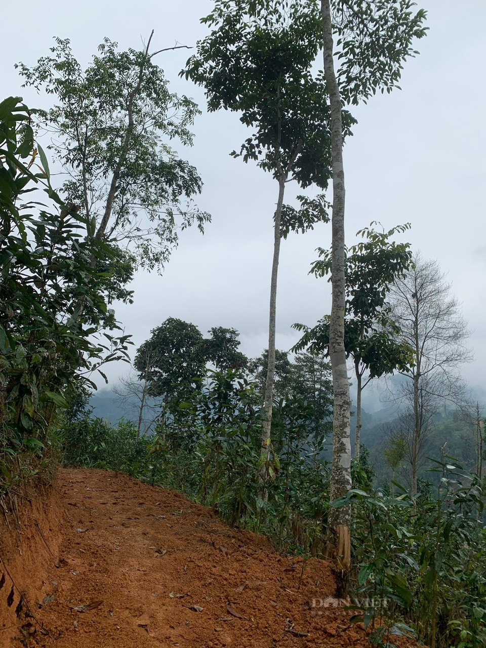 Yên Bái: Thành viên tổ bảo vệ rừng phá rừng trái phép - Ảnh 3.