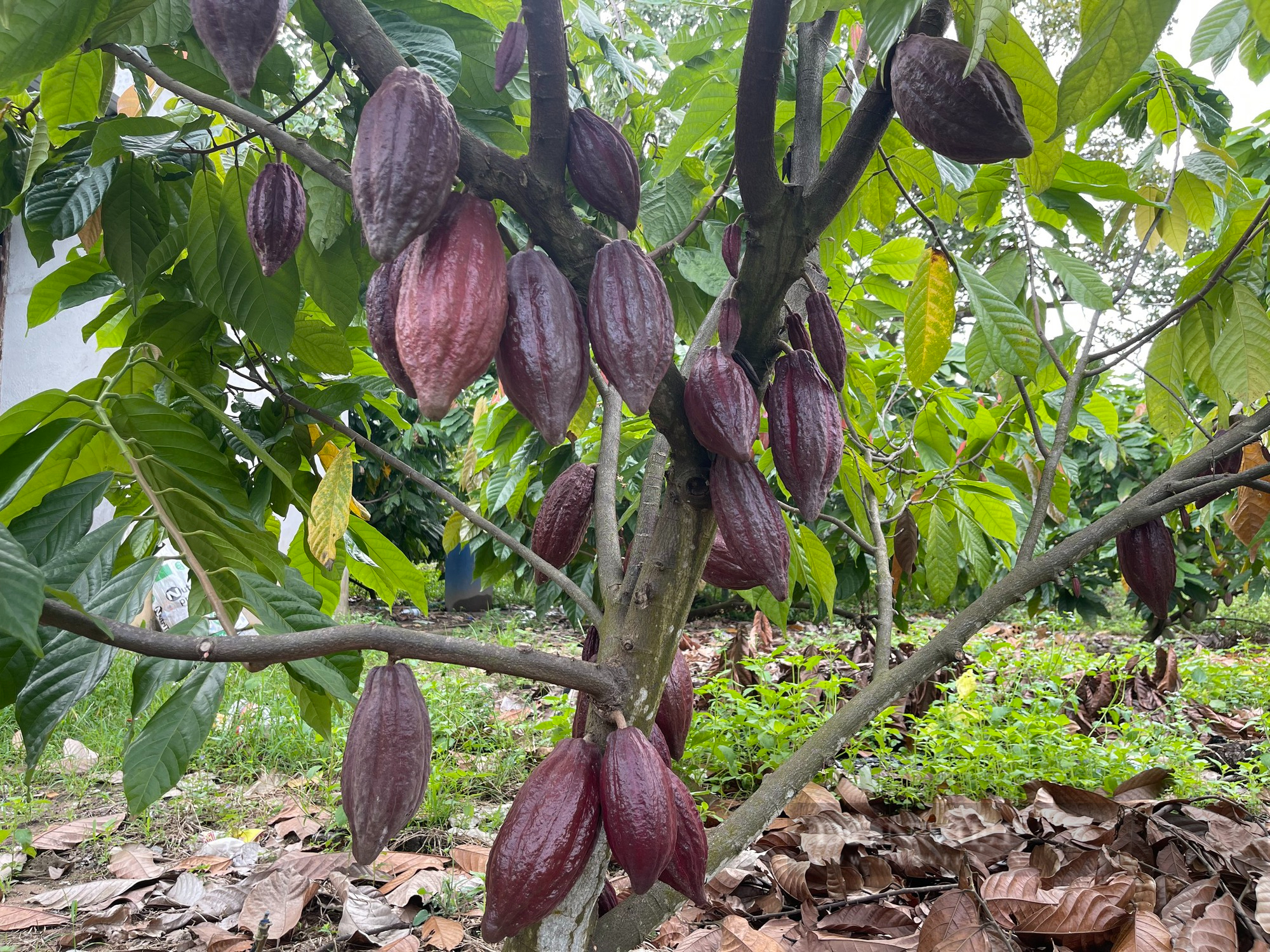 Thủ tướng Phạm Minh Chính sẽ chủ trì triển khai chương trình hành động về phát triển vùng Đông Nam bộ - Ảnh 2.