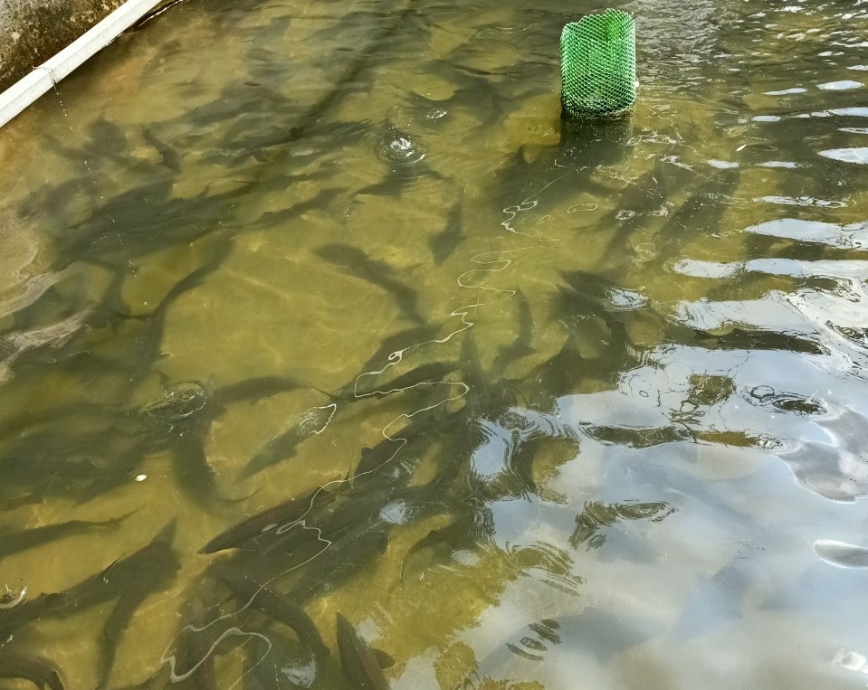 Nâng cao hiệu quả nuôi cá nước lạnh ở Sa Pa - Ảnh 3.