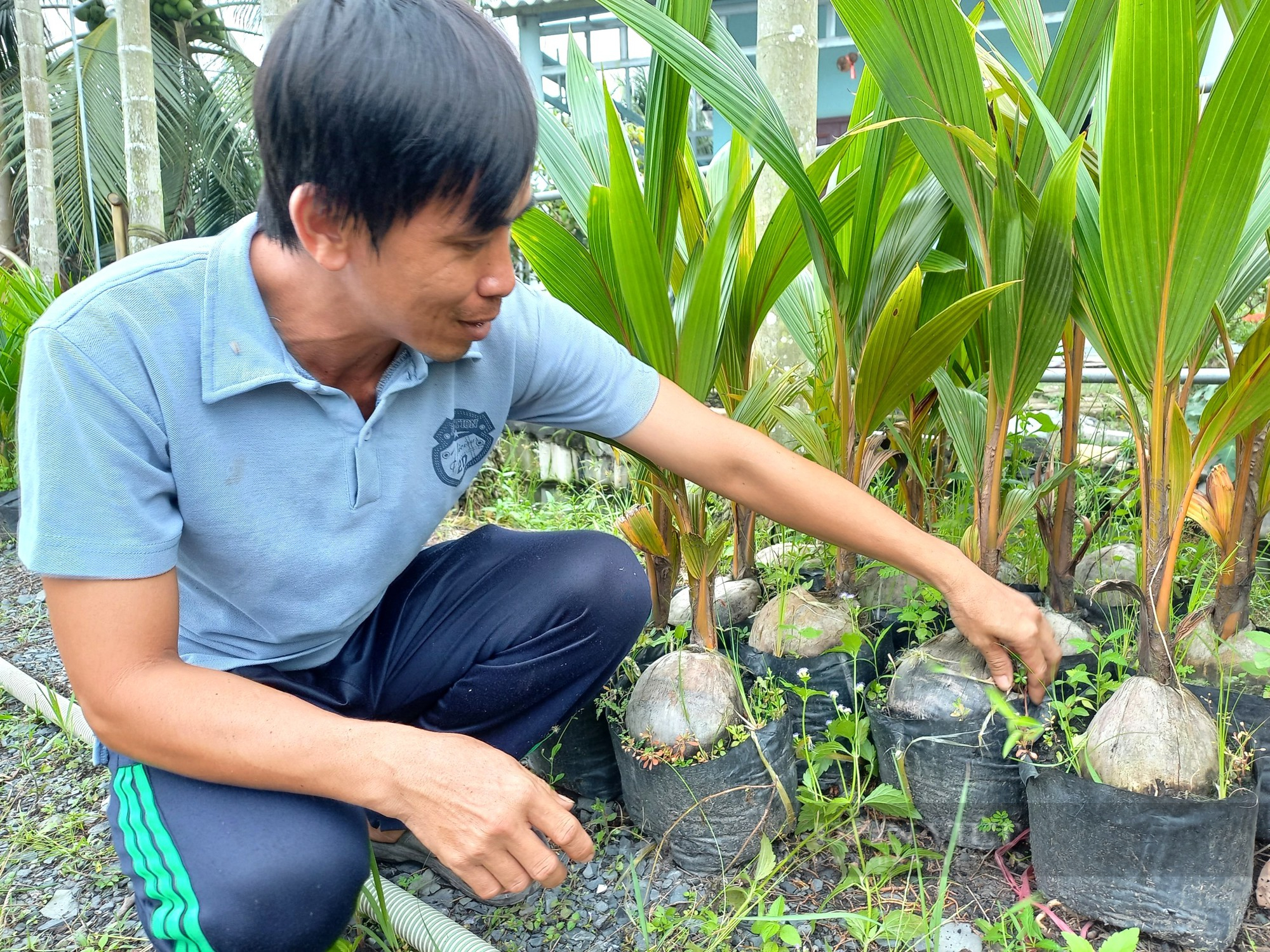 Trị phèn chua trên đất hố bom, anh kỹ sư tự động hóa trồng loại cây cho trái thấp lè tè thu 300 triệu/năm - Ảnh 5.